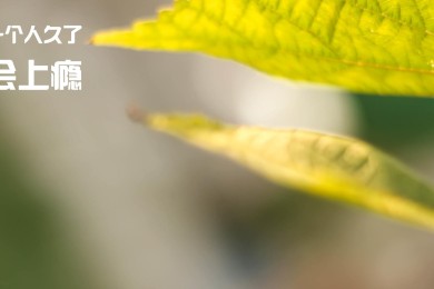 桑給超:卡維治斯vs基邦加賽前分析