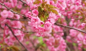 用奶粉能做饅頭嗎？