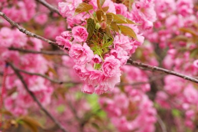 2025年三輪車品牌排行榜_最新三輪車排名分享