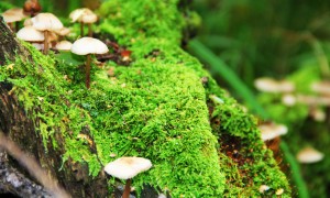 混合喂養(yǎng)過(guò)程中更換奶粉需要注意哪些問(wèn)題？