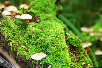 香精香料十大品牌排行榜_香精香料品牌排名_香精香料品牌排行榜