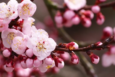 世界上最貴的咖啡，2700多元人民幣一千克！