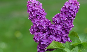 法蘭貝爾奶粉是否適合所有年齡段的寶寶？