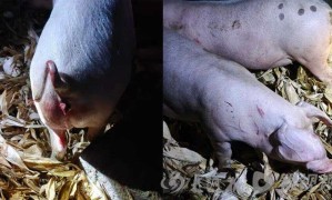 湖北恩施一地有老虎沖進豬圈？當?shù)亓謽I(yè)局辟謠：網(wǎng)上視頻系拼湊