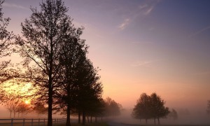 使用Fullcream奶粉制作的蛋糕是否比普通蛋糕更美味？