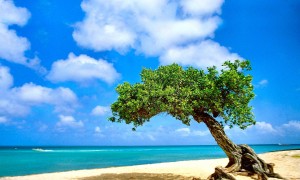 內(nèi)蒙古羊奶粉品牌：是否真的更適合中國寶寶的體質(zhì)？