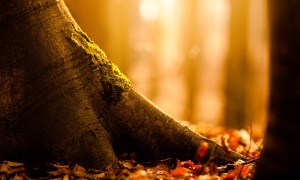 啟斌奶粉是否真的適合所有年齡段的寶寶？