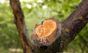 2025-2030年中國護(hù)欄管市場專題研究及市場前景預(yù)測評估報(bào)告