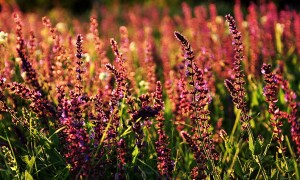 君樂寶樂臻奶粉怎么樣？值得信賴的嬰幼兒營養選擇嗎？